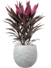 Кордилина Fruticosa 'Tango'  H50×W30 D19×17 см 
