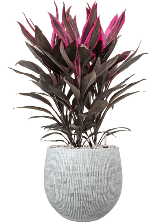 Кордилина Fruticosa 'Tango'  H50×W30 D19×17 см 