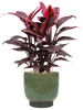 Кордилина Fruticosa 'Mambo'  H50×W30 D19×17 см 