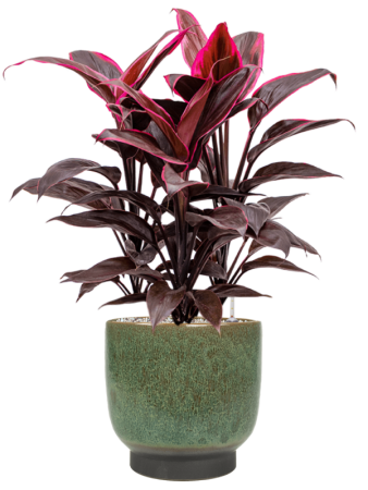Кордилина Fruticosa 'Mambo'  H50×W30 D19×17 см 