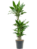 Драцена Fragrans 'Burundii'  H120×W45 D21×20 см 