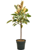 Фикус Elastica 'Tineke'  H140×W65 D30×27 см 