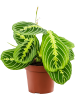 Маранта Leuconeura 'Lemon' 10/tray  H35×W20 D12×10 см 
