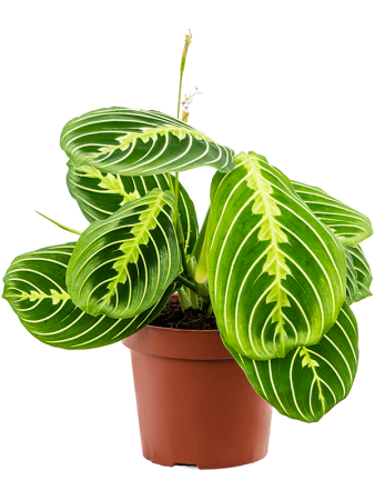 Маранта Leuconeura 'Lemon' 10/tray  H35×W20 D12×10 см 