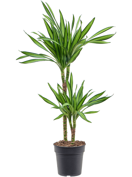 Драцена Fragrans 'Riki'  H90×W45 D19×15 см 