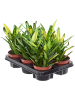 Кротон Пёстролистный Кодиеум 'Sunny Star' 6/tray  H30×W25 D12×11 см 
