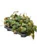 Филодендрон Scandens 'Micans' 6/tray  H20×W15 D12×10 см 