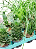 Гринплэнтс Mix 12/tray  H20 D9 см 