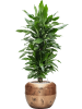 Драцена Fragrans 'Janet Lind'  H140×W40 D27×26 см 