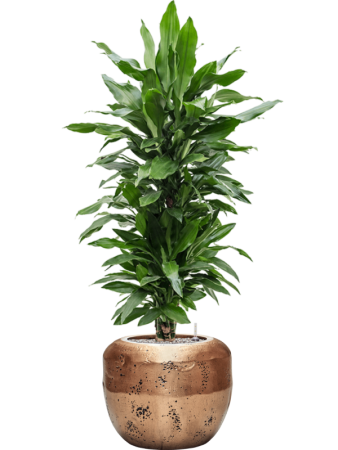 Драцена Fragrans 'Janet Lind'  H140×W40 D27×26 см 