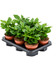 Кофе Arabica 6/tray  H25×W20 D12×10 см 