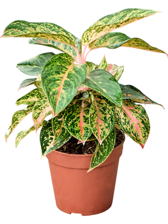 Аглаонема 'Red Valentine' 6/tray  H25×W25 D12×9 см 