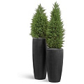 TREEZ Effectory - Quartz