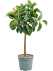Фикус Elastica 'Robusta'  H140×W65 D28×28 см 