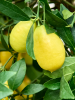 Цитрус Оранжеволистный 'Limequat'  H150×W50 D38×37 см 