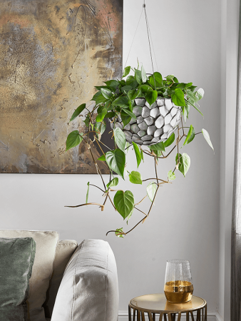 Филодендрон Scandens  H150×W40 D28×17 см 