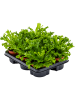Асплениум Древний 'Leslie' 6/tray  H25×W25 D12×9 см 