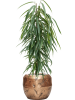 Фикус Биннендейка 'Alii'  H100×W40 D21×19 см 