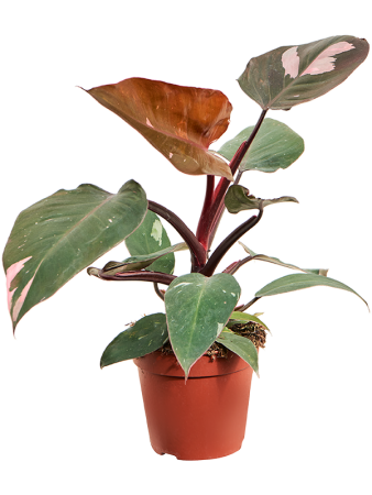 Филодендрон 'Pink Princess' 6/tray  H30×W20 D12×10 см 
