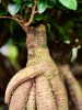 Фикус Мелкоплодный Ginseng  H40 D17 см 