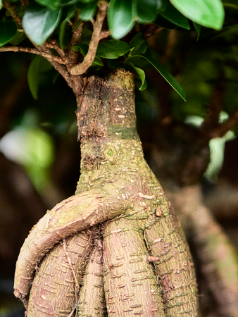 Фикус Мелкоплодный Ginseng  H40 D17 см 