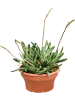 Гастерия 'Little Warty'  H25×W25 D25×13 см 