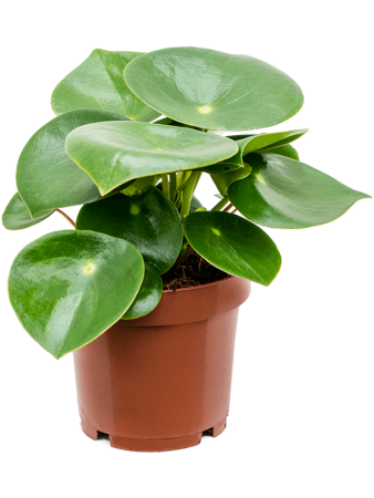 Пеперомия 'Rain Drop' 6/tray  H25×W15 D12×10 см 