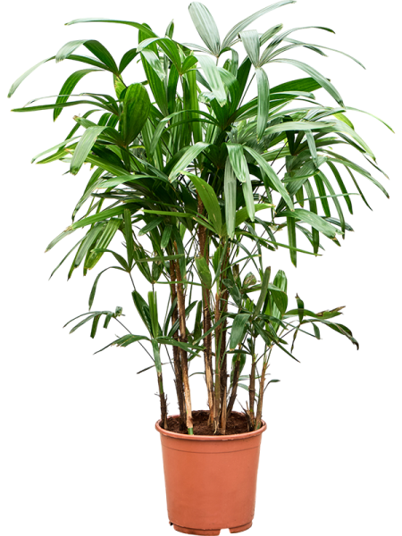 Рапис Excelsa  H110×W80 D24×22 см 