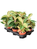 Аглаонема 'Red Valentine' 6/tray  H25×W25 D12×9 см 