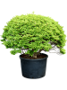 Энкиантус Perulatus  H150×W130 D88×69 см 