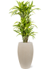 Драцена Fragrans 'Lemon Lime'  H115×W50 D27×25 см 