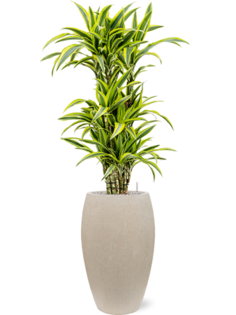 Драцена Fragrans 'Lemon Lime'  H115×W50 D27×25 см 