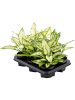 Аглаонема 'White Kiwi' 6/tray  H30×W30 D12×9 см 