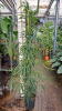 Фикус Биннендейка 'Alii'  H220×W50 D30×27 см 