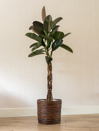 Bob Горшок Willow Коричневый Набор Из 3 D41×35 см