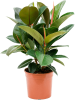 Фикус Elastica 'Robusta'  H60×W50 D21×20 см 