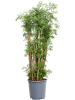 Аралия Полисиас 'Ming'  H90×W40 D27×25 см 