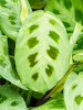 Маранта Leuconeura 'Fiesta' 6/tray  H35×W20 D12×10 см 