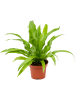 Асплениум Древний 6/tray  H30×W25 D12×9 см 