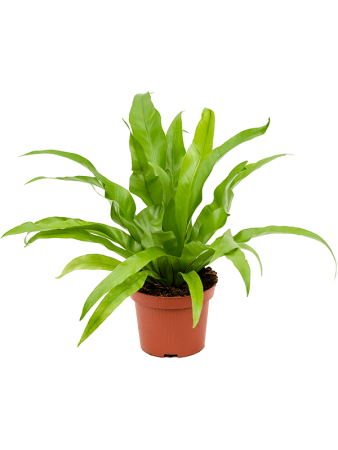 Асплениум Древний 6/tray  H30×W25 D12×9 см 