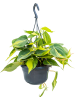 Филодендрон Scandens 'Brasil' 4/tray  H30×W20 D15×11 см 