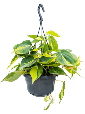 Филодендрон Scandens 'Brasil' 4/tray  H30×W20 D15×11 см 