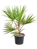 Латания Lontaroides 120-160  H140×W90 D38×32 см 