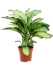 Диффенбахия Seguine 'Maroba'  H60×W45 D21×19 см 