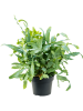 Флебодиум Золотистый 'Blue Star' 6/tray  H50×W50 D17×13 см 