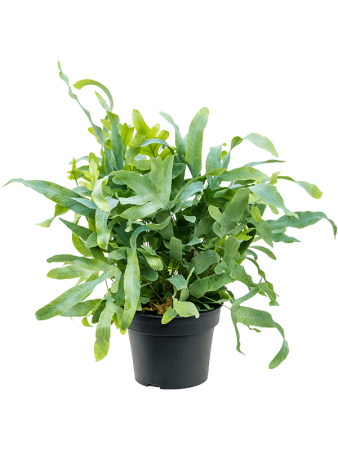Флебодиум Золотистый 'Blue Star' 6/tray  H50×W50 D17×13 см 