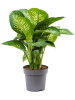Диффенбахия Seguine 'Reeva'  H75×W50 D24×22 см 