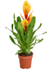 Вриезия 'Intenso Orange Flame' 6/tray  H48×W25 D12×11 см 