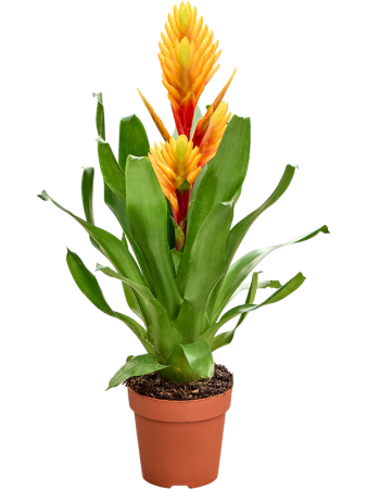 Вриезия 'Intenso Orange Flame' 6/tray  H48×W25 D12×11 см 