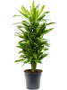 Драцена Fragrans 'Golden Coast'  H120×W40 D27×24 см 